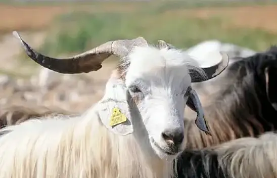 Kurban kesmek farz mı? Kimlere farz?