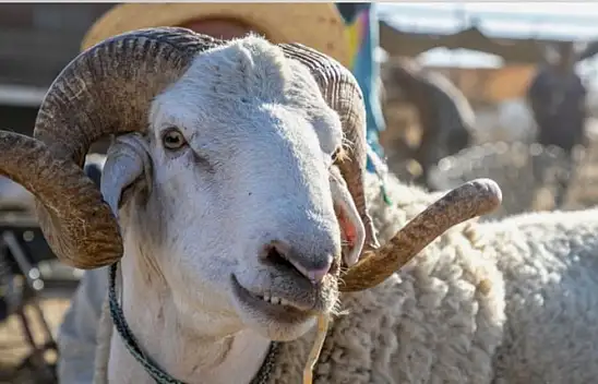 Kurban Masrafı Arttı: Kayserililerin Asıl Merak Ettiği Kesim Fiyatları Bu Sene Ne Kadar?