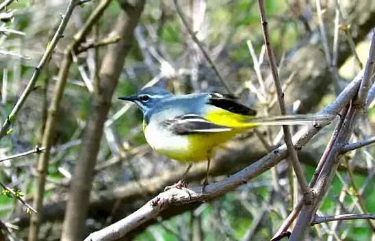Kuş cennetinin Kayseri'de olduğunu biliyor muydunuz?