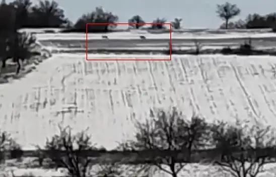 Kayseri'de kurt sürüleri bakın nasıl uzaklaştırıldı?