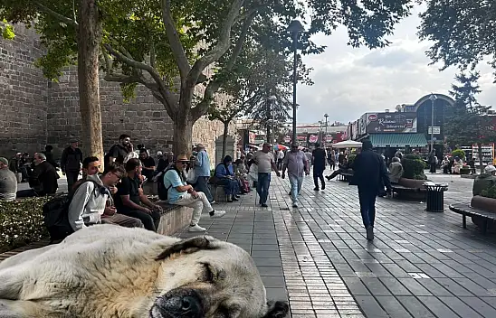 Melikgazi'de Sokak hayvanları için yepyeni bir dönem başlıyor
