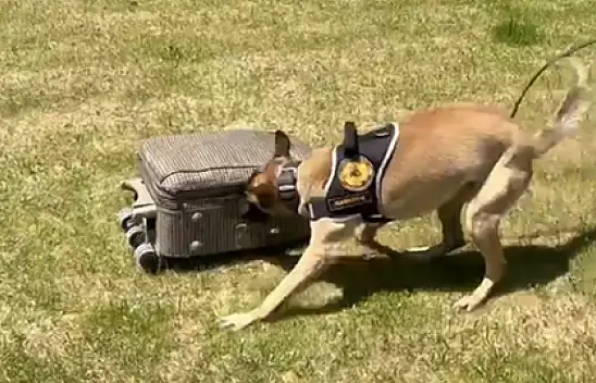 MİA iş başında - 1 kilo 436,3 gram narkotik madde ele geçirildi!