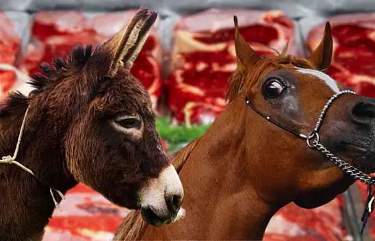 Millete en çok at ve eşek eti yediren iller belli oldu - Liste başındaki iller dikkat çekti!