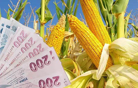 Mısır alım fiyatları belli oldu! İşte açıklanan rakam...