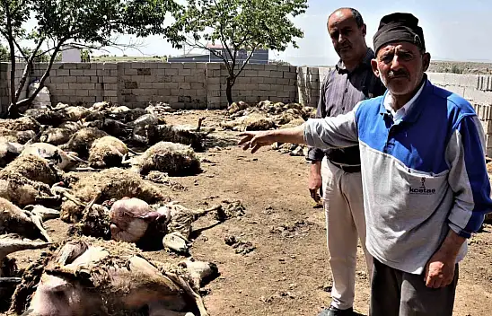 170 hayvan telef oldu! Sebebi..