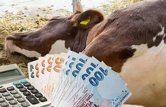 Sadece hayvanlar değil, ekonomi de hasta: Büyük zarar ortaya çıktı!