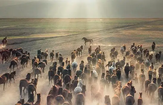 Sahipsiz Atlardan Görsel Şölen! Turizme Katkı Sağlıyorlar…