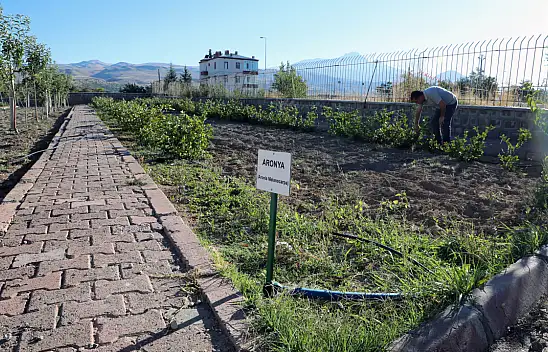 Süper meyve Kayseri'de üretiliyor!