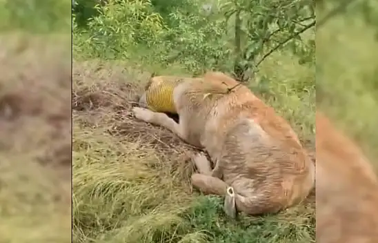 Talas Belediyesi boruya sıkışan köpek için seferber oldu