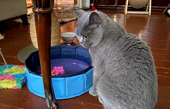 Tatile çıkacak Kayserililer dikkat – Aklınız evcil hayvanınızda kalmasın!