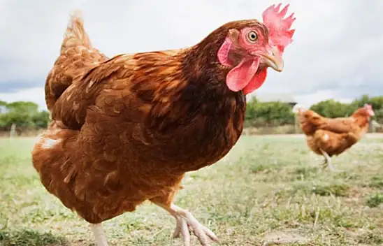 Tavuk eti fiyatları arasındaki fark görenleri şaşırtıyor!