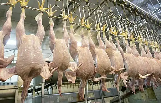 Tavuk etine de zam geliyor!