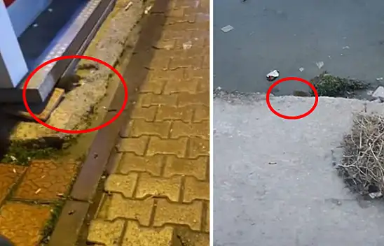 Tokat, Sivas ve Eskişehir'den sonra Kayseri'de kırmızı alarm – Her taşın altından çıkıyorlar!