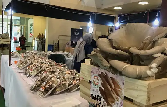 Tomarzalı kadınlar'ın istiridye mantarına yoğun ilgi