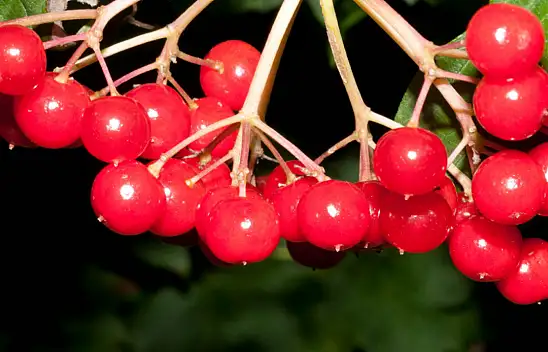 Türkiye'de en çok Kayseri'de bulunuyor - Tam bir şifa kanağı, Kansere de iyi geliyor!