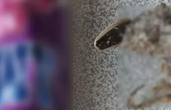 Ünlü markette şok görüntü – Çekirdeğin içinden fare çıktı!