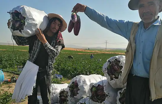 Üreticiler erkenden tarlanın yolunu tutuyor: Yamula patlıcanı hasadı başladı!