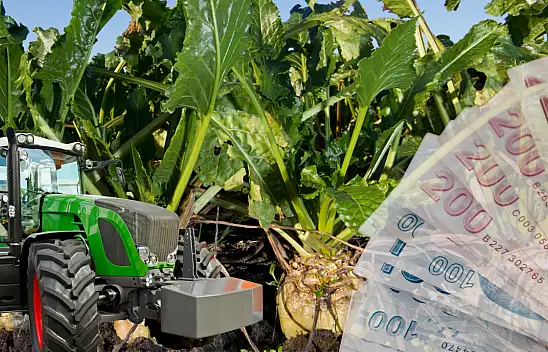 Üreticilere önemli haber: Türkşeker pancar alım fiyatını açıkladı! İşte o rakam...