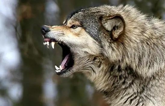 Yaz Ortasında Şok - Kayseri'de Kurt Dehşeti!