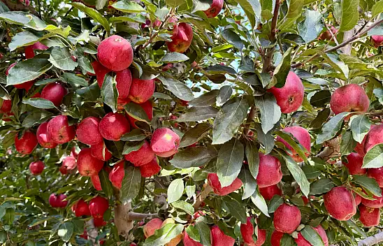 Yeşilhisar'ın bereketli topraklarında elma hasadı devam ediyor