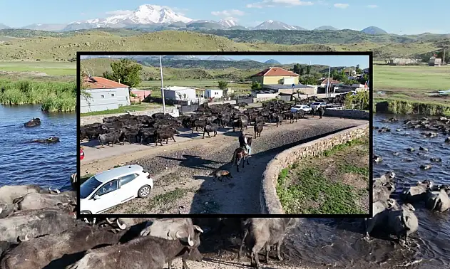 Erciyes'in eteklerinde Afrika safarisini aratmayan görüntüler!