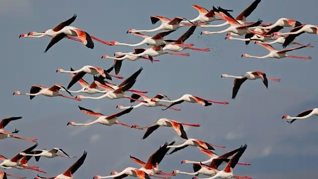 Kayseri'de yağışlar sonrası flamingo sürprizi