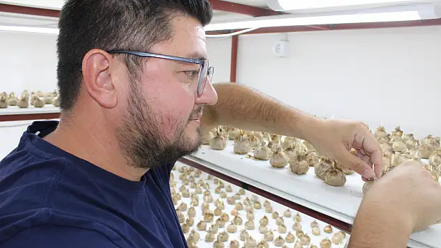 Kilosu 900 bin TL'ye ulaşıyor: Kayseri'de ilk hasat heyecanı!