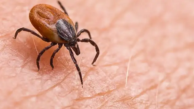 Tomarza'da kene paniği: 1 kişi yaşamını yitirmişti bir kez daha görüldü!