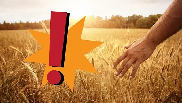 2025 tarımı zorladı: Tahıl, sebze ve meyvede kayıp!