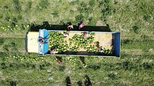34 derece sıcakta karpuz hasadı gerçekleştiriliyor!