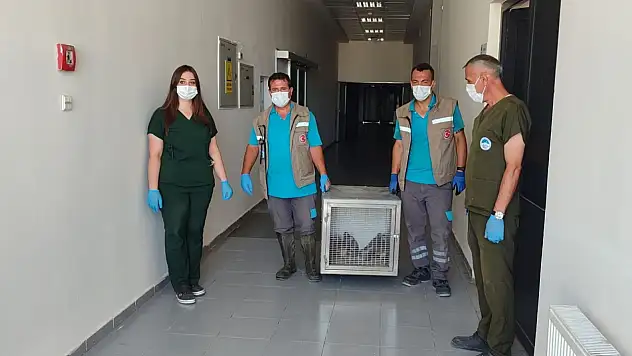 35 yaban kuşu yeniden doğaya hazırlanıyor