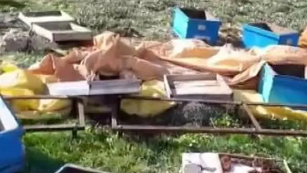 Sivas'ta ayı paniği: Arı kovanlarına saldırdı