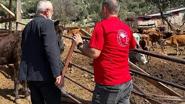 Adana'da üreticinin yüzü gülüyor!