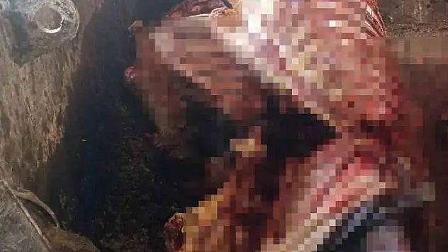 Adana'da baskın: Evin altından 2.5 ton at eti çıktı!