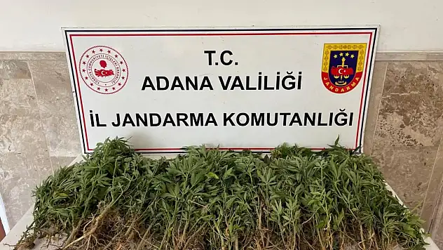 Adana'da tarla operasyonu: Şüpheli gözaltında