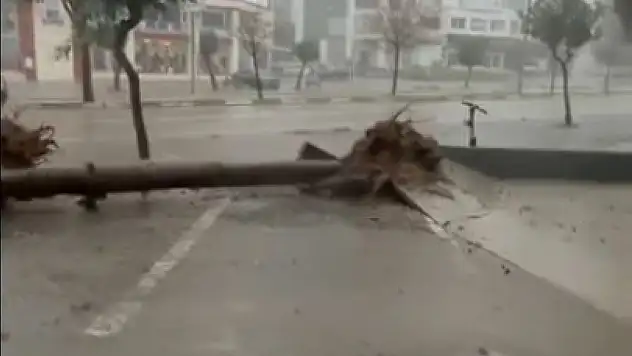 Adana'da fırtına ağaçları yerinden söktü!