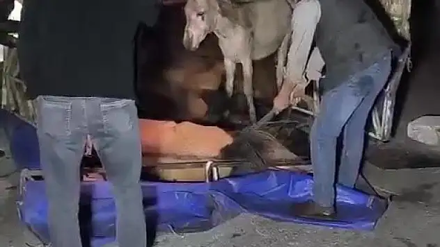 Adana'da eşek dolu kamyonet yola devrildi