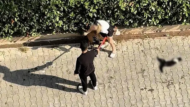 Adana'da kediyi parçalayan pitbullun sahibine verilen ceza belli oldu