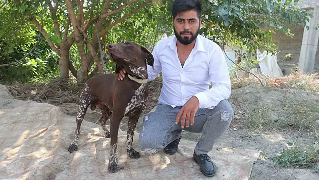 Adana'da köpeğe sopalı saldırı: Güvenlik kamerası kaydetti