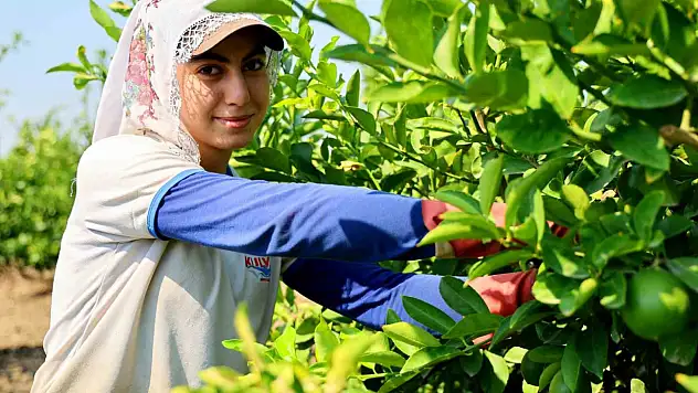 Adana'da dallar limonla doldu: Fiyatı boyuna göre değişiyor