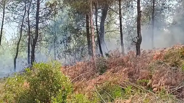 İmamoğlu'nda Orman Yangını