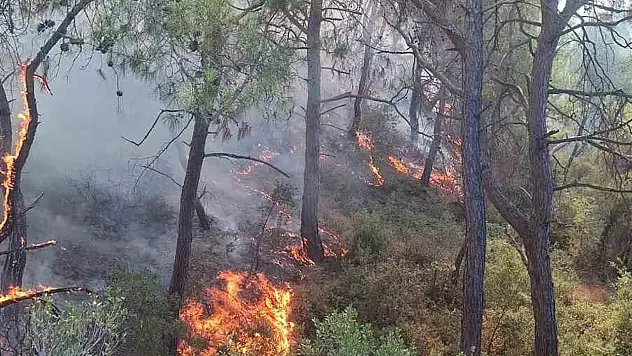 Adana'da orman yangınına müdahale sürüyor!
