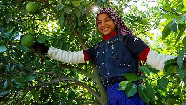 Portakal hasadında 360 bin ton rekolte bekleniyor!