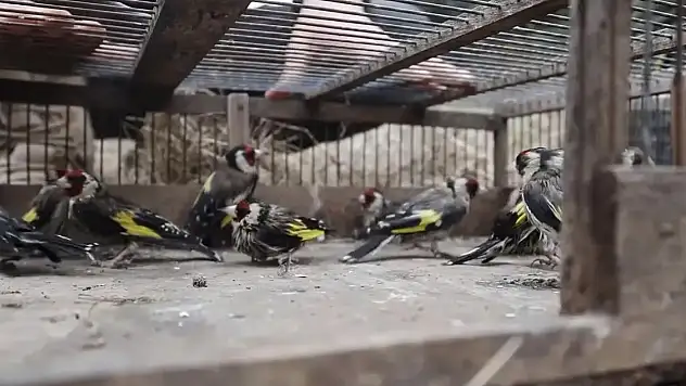 24 saka kuşunu kaçak avladı: Cezası servet değerinde