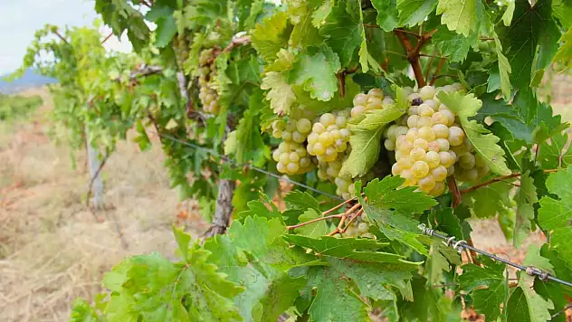 Kahramanmaraş'ta bağ bozumu başladı