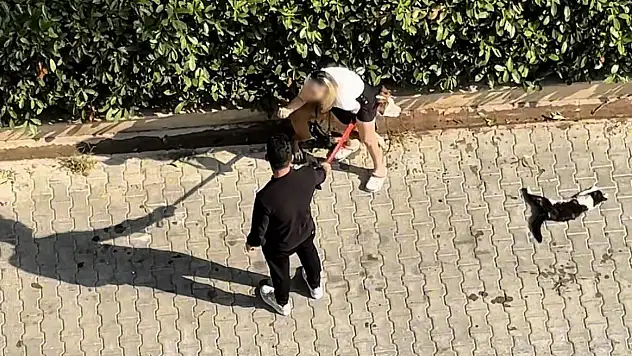 Ağızlıksız dolaştırdığı Pitbull Sahibi 'polisi aramayın' diye yalvardı