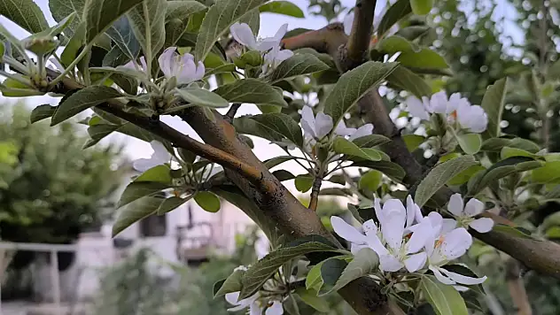 Ağustosta elma ağacı çiçek açtı!