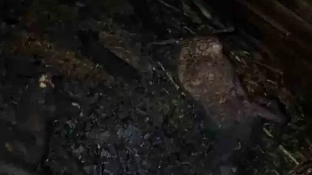 Adana'da ahır yangını: Hayvanlar telef oldu