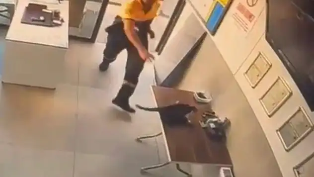 Kayseri'de kedinin saldırdığı kargayı bakın kim kurtardı?