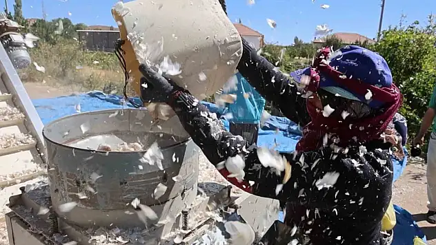 Ekimi başlayan organik sarımsaklar yurt dışına gönderilecek!